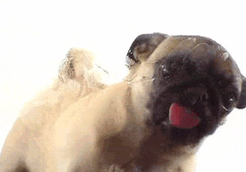 Pug keeps licking nose 2025